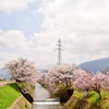 桜並木