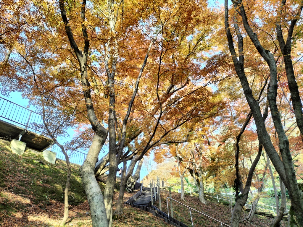 秋晴れの彩り