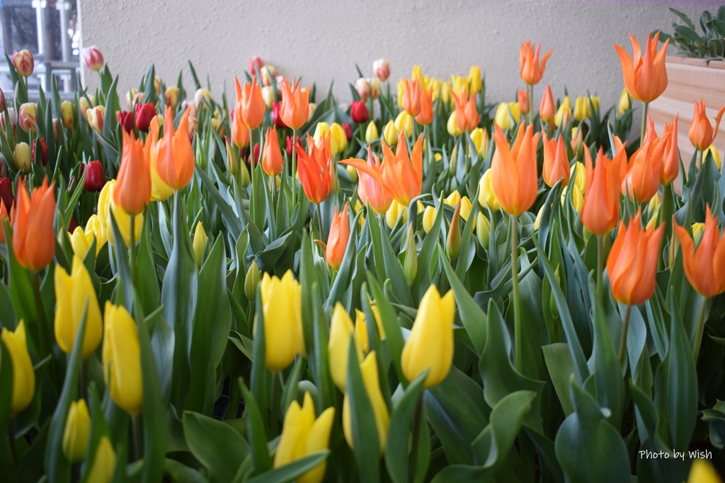 チューリップ　エリア