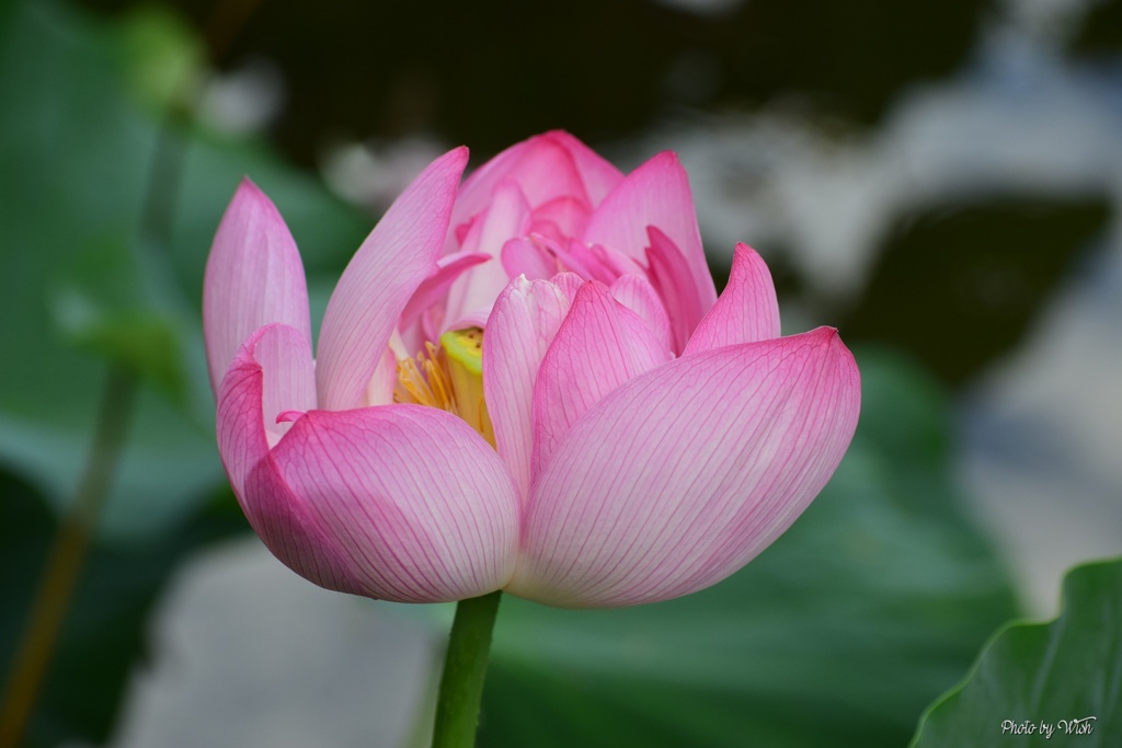 夕刻の蓮花