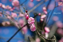 2月末に咲き始めた紅梅