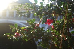 山茶花
