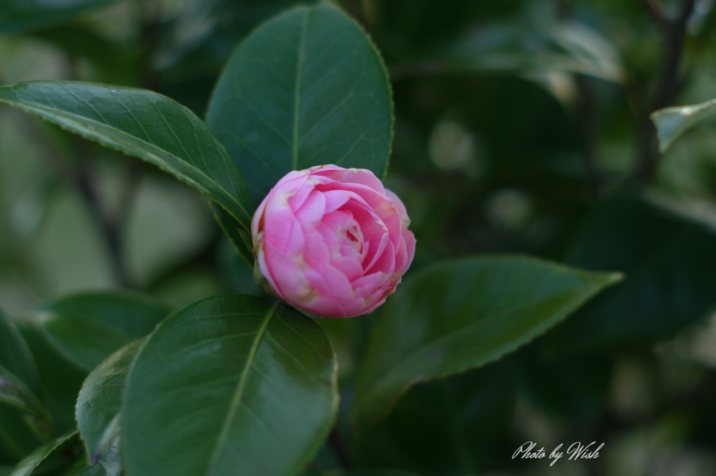 咲き始めていました。