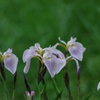 菖蒲