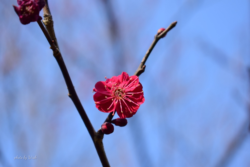 青空の紅梅