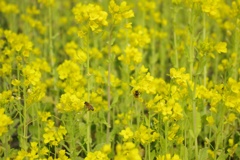 菜の花畑に～♬
