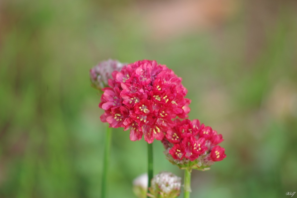 紅い草花