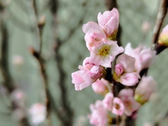 啓翁桜