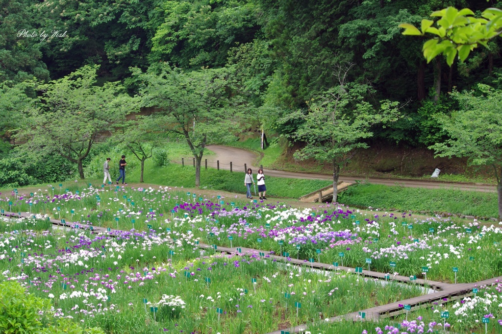 花菖蒲園の風景