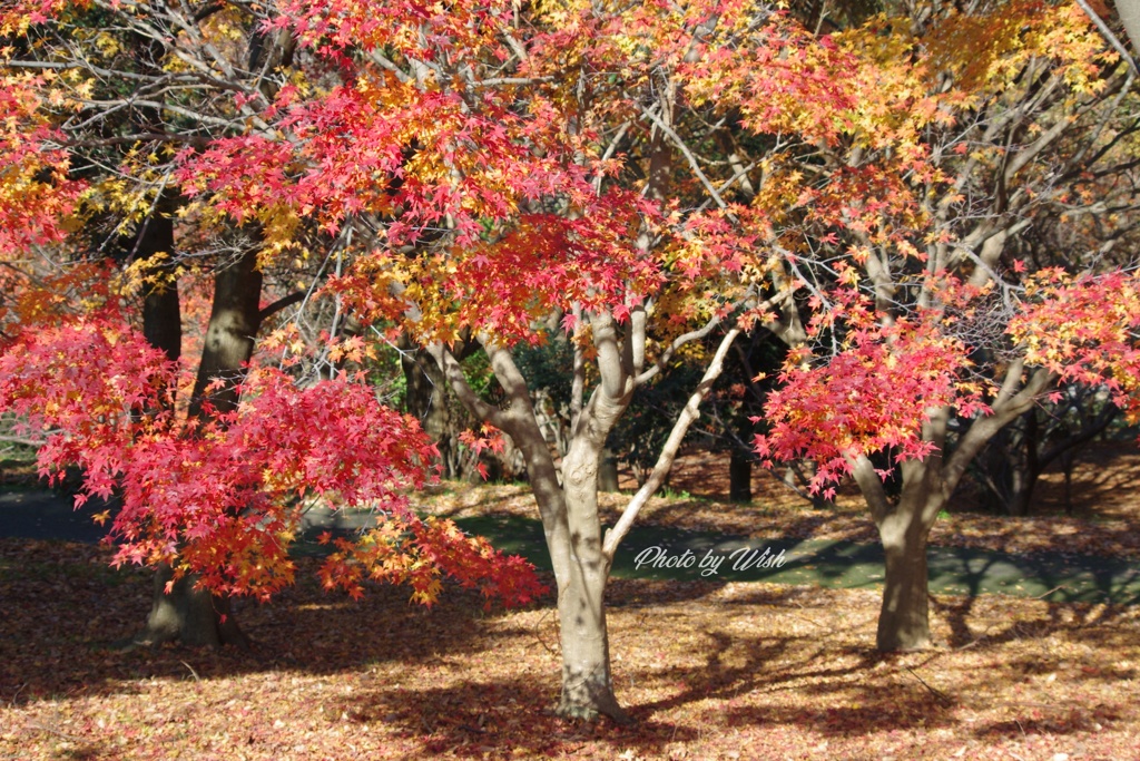 12月の紅葉