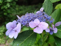 額紫陽花