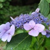 額紫陽花