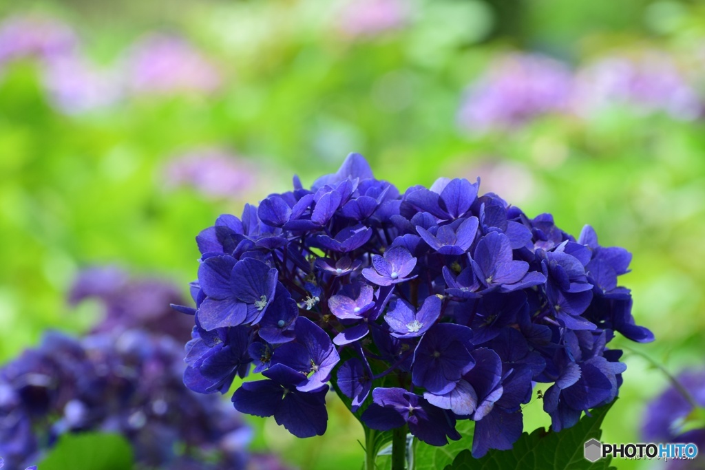 色鮮やかに染まる