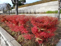 紅色に染まるドウダンツツジ