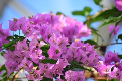 温室に咲く花