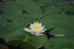 睡蓮