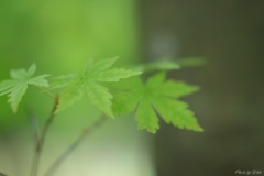 緑紅葉