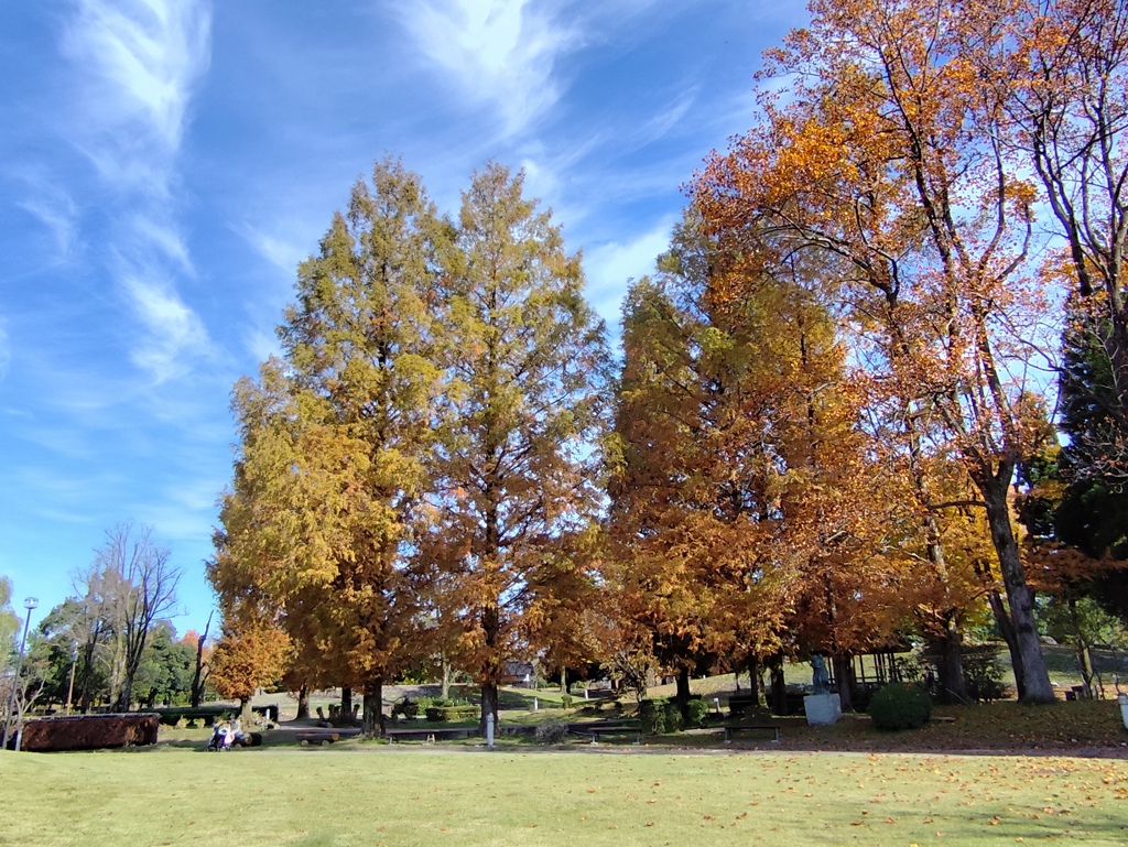 メタセコイアの並木