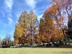 メタセコイアの並木