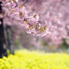 河津桜