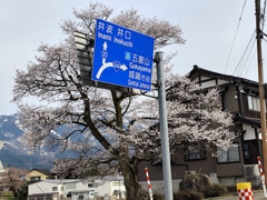 出丸桜