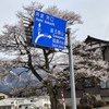 出丸桜