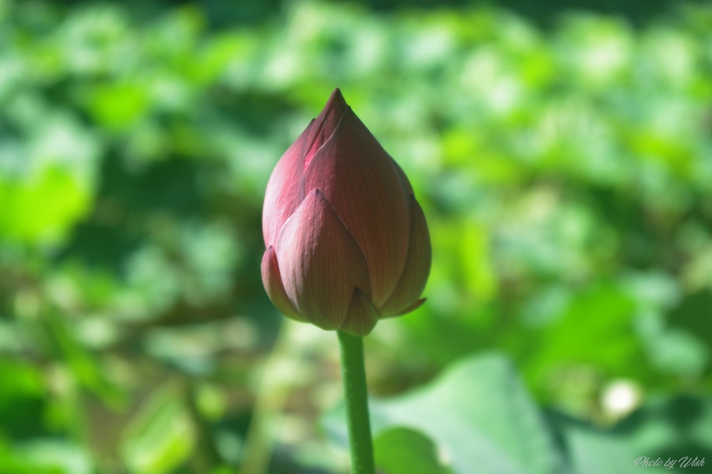 蕾
