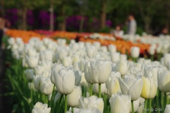 2017 Tulip 