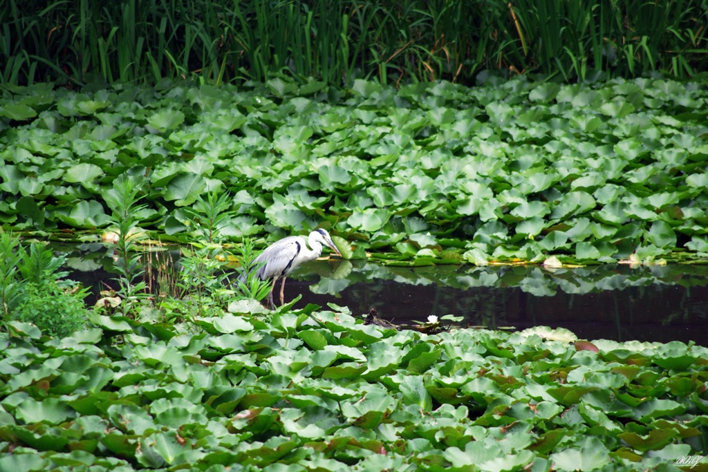 池の主