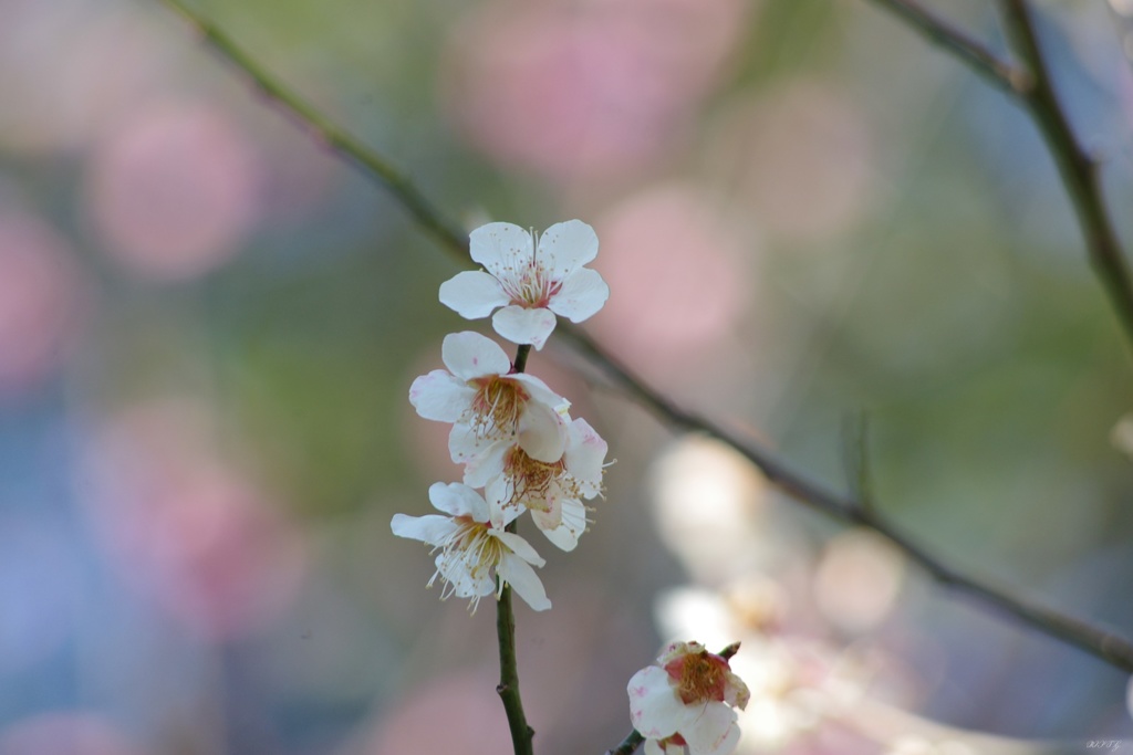 4月の白梅