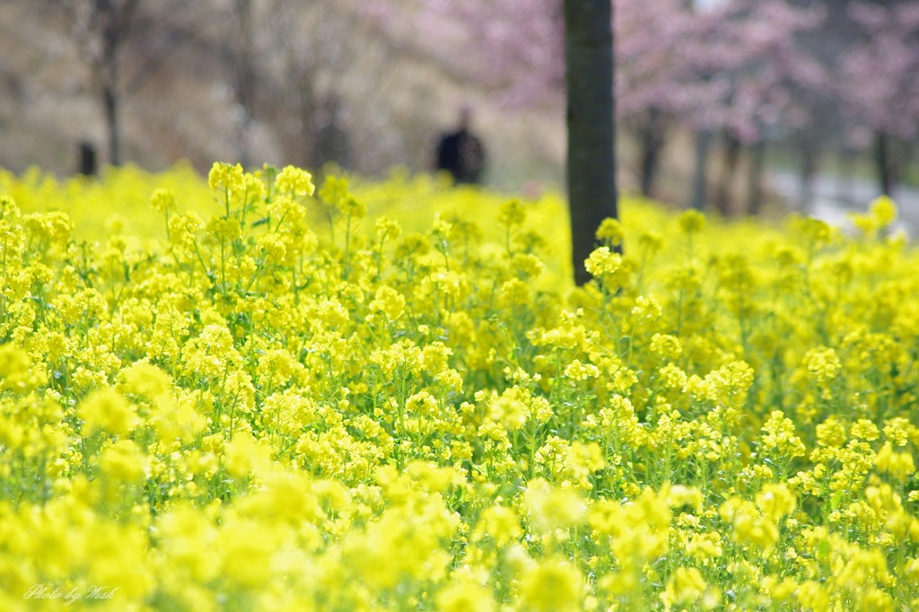 菜の花