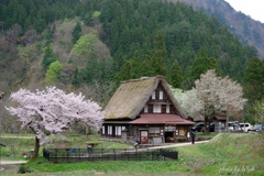 2019年の菅沼集落の春