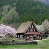 2019年の菅沼集落の春