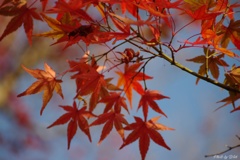 紅葉色