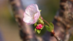 十月桜