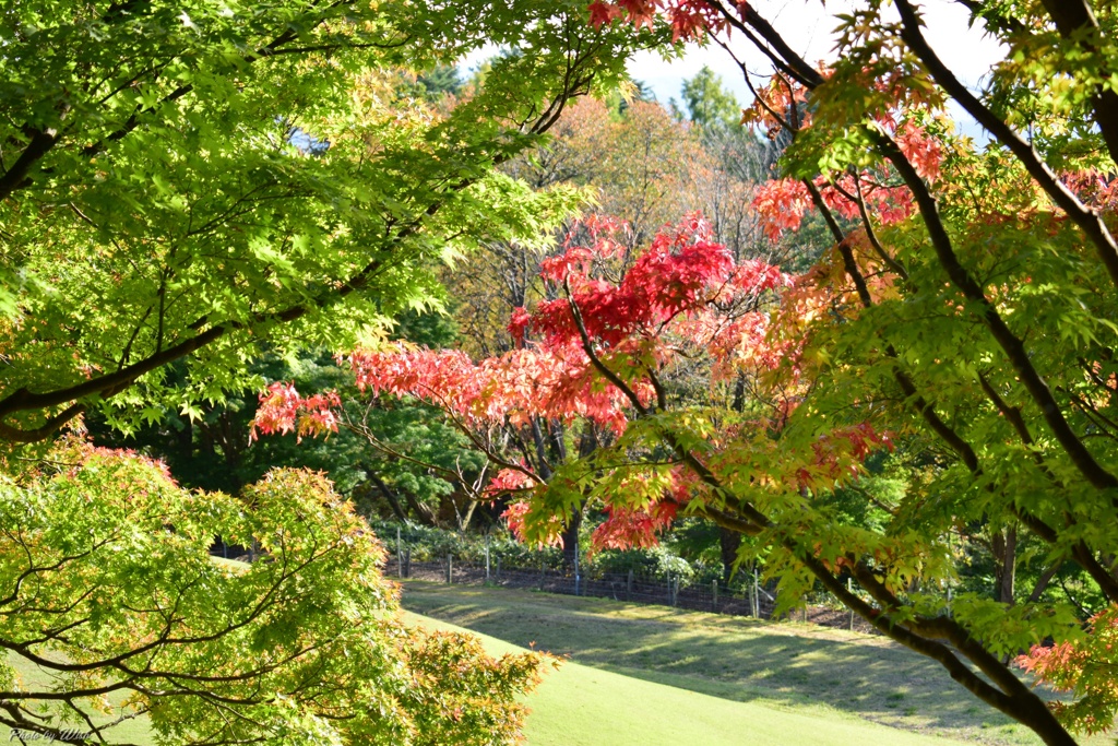 紅葉の始まり
