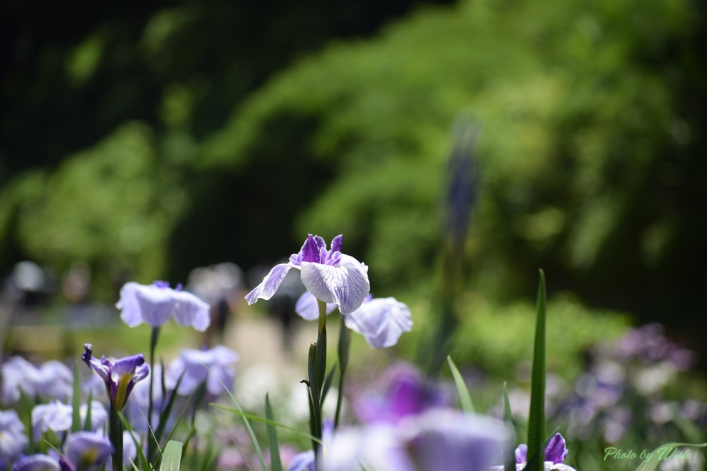 花菖蒲園散策