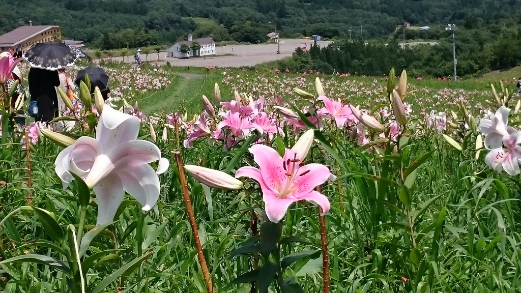 ゆり園 散策