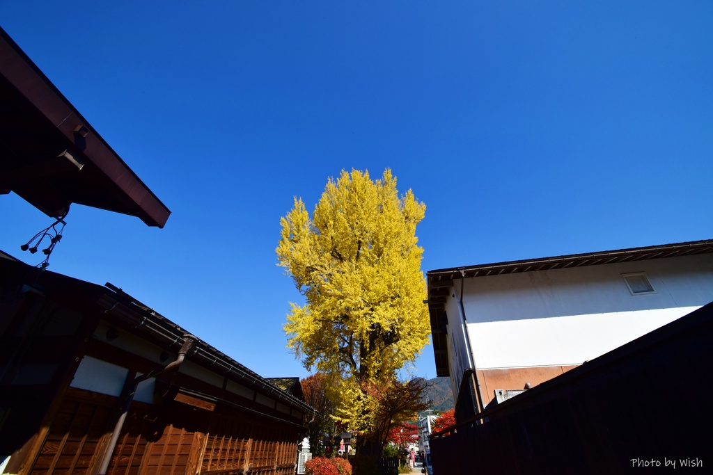 路地裏から見る大銀杏