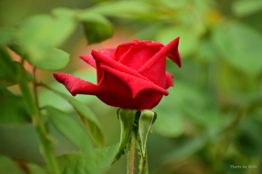 秋薔薇の季節