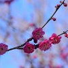 紅梅
