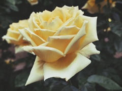 ５月の薔薇