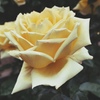 ５月の薔薇