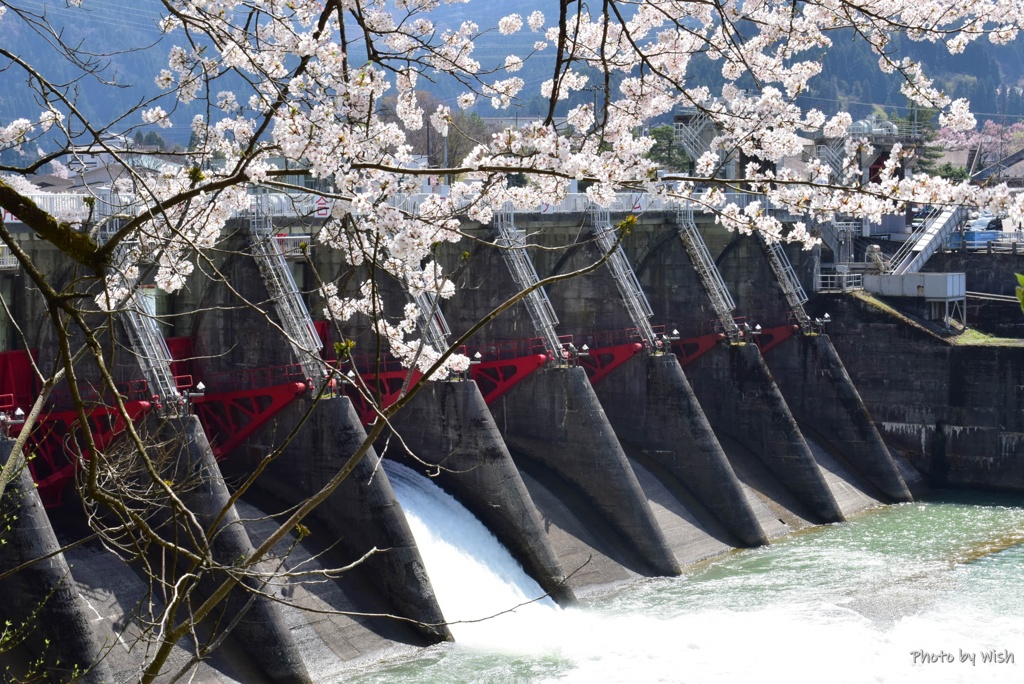 桜と船戸ダム