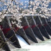 桜と船戸ダム