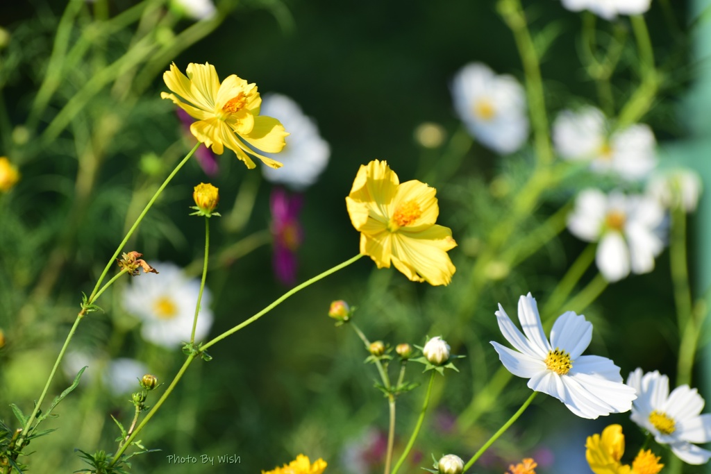 Yellow　&　White