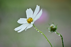 雨の秋桜