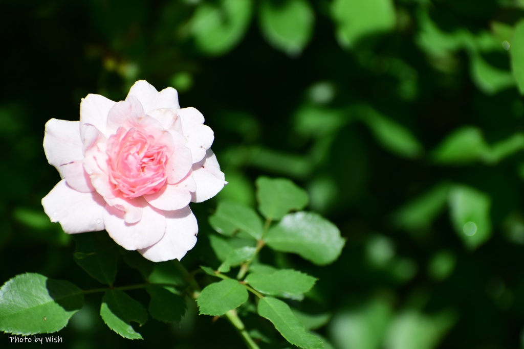 ピンク色の薔薇