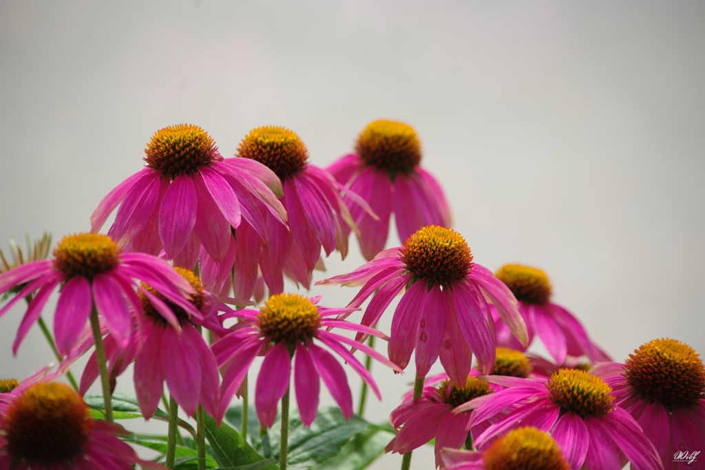 夏の草花