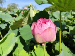 蓮花